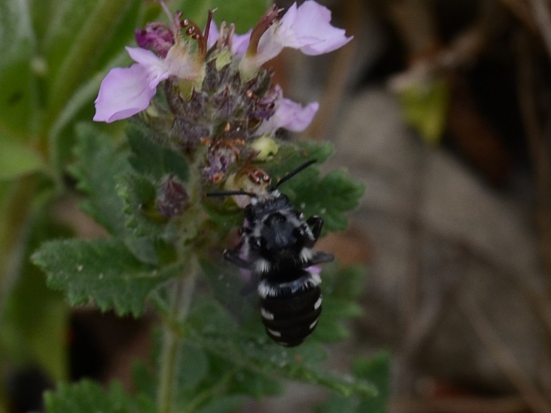 Melecta luctuosa