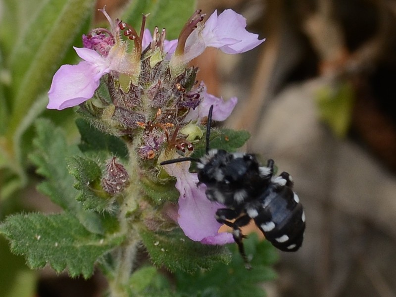 Melecta luctuosa