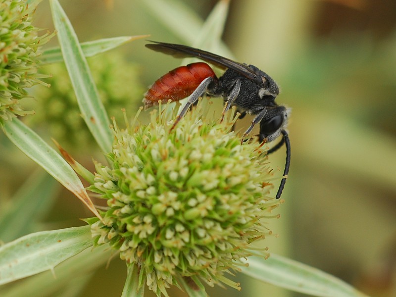 Sphecodes albilabris