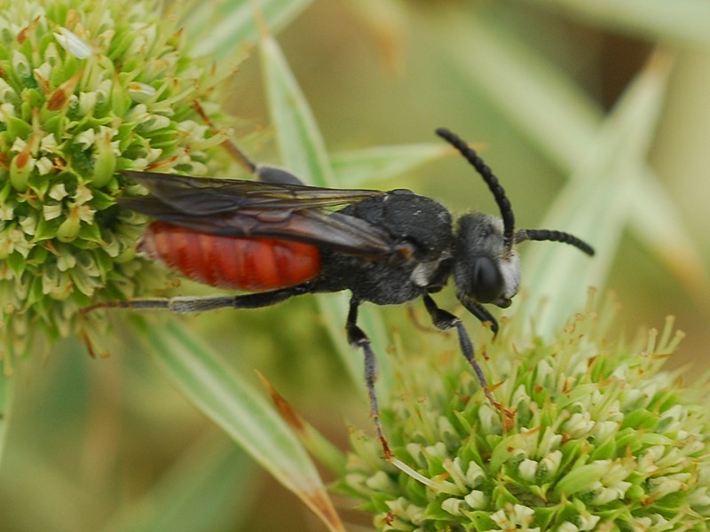 Sphecodes albilabris