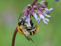 Ackerhummel