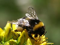 Erdhummel