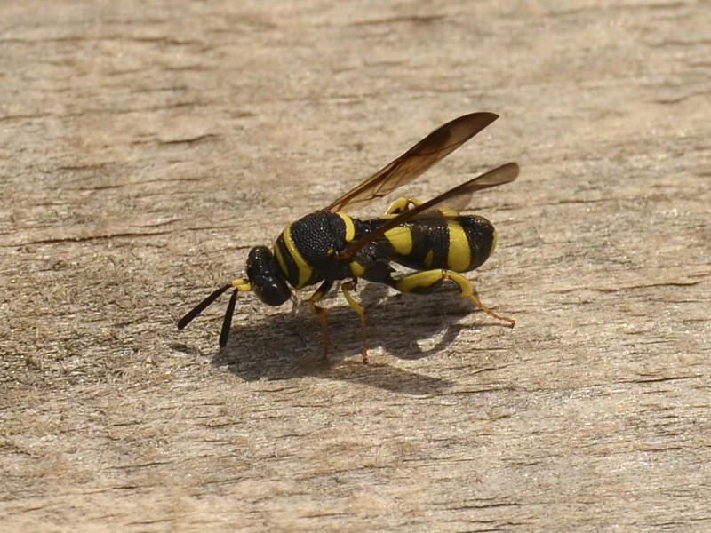 Leucospis dorsigera