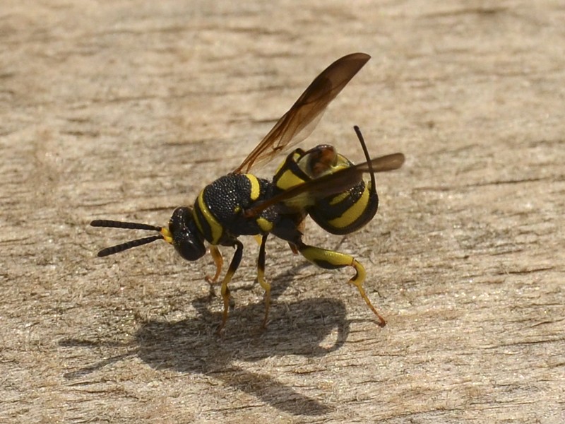 Leucospis dorsigera