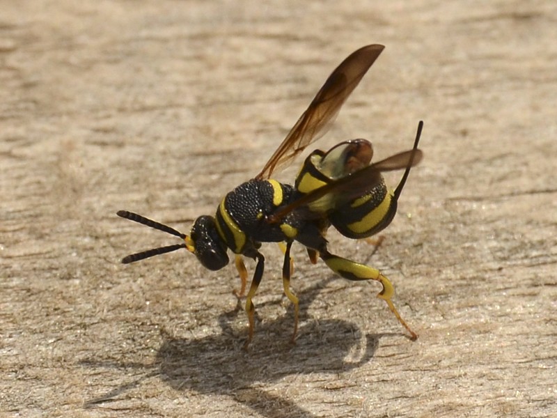 Leucospis dorsigera