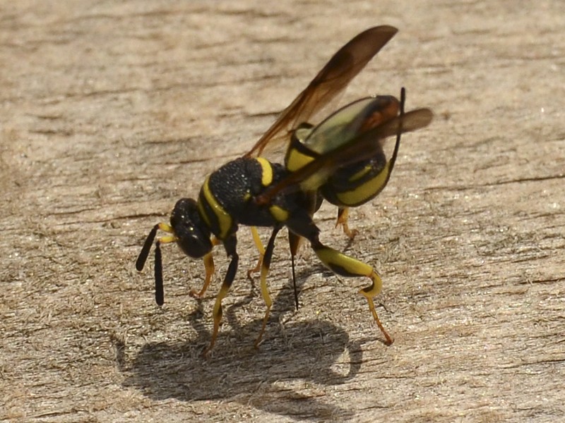 Leucospis dorsigera