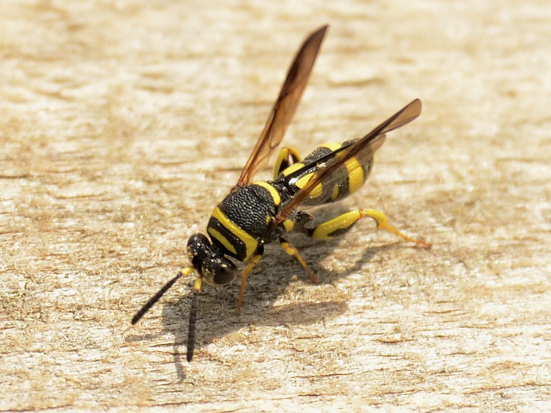 Leucospis dorsigera