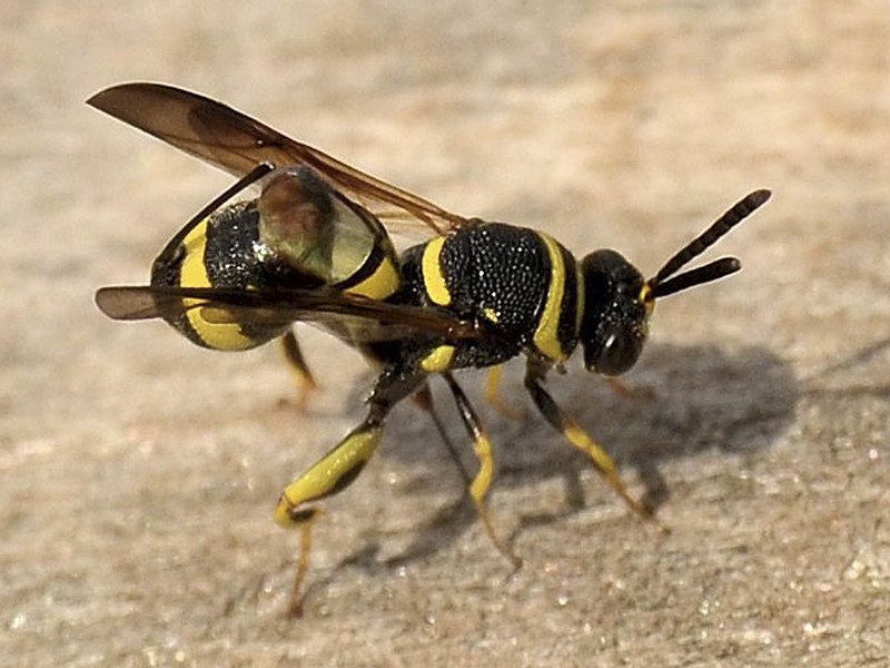 Leucospis dorsigera