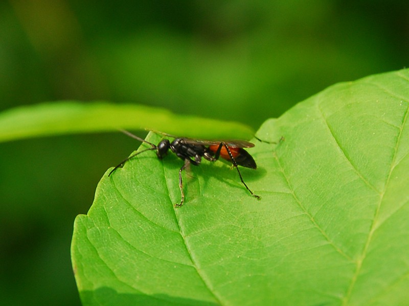 Arachnospila sp.