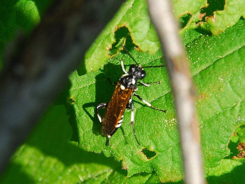 Macrophya duodecimpunctata