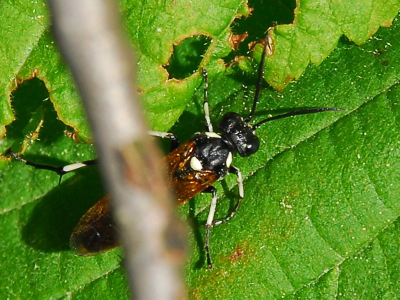 Macrophya duodecimpunctata