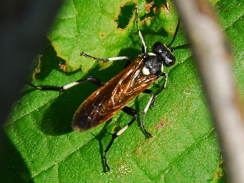 Macrophya duodecimpunctata