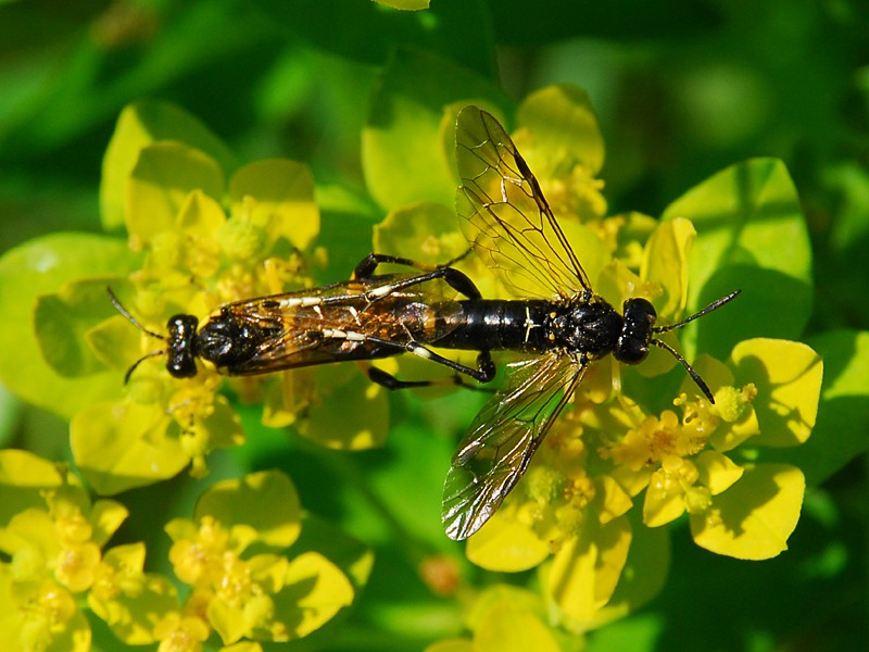 Macrophya montana