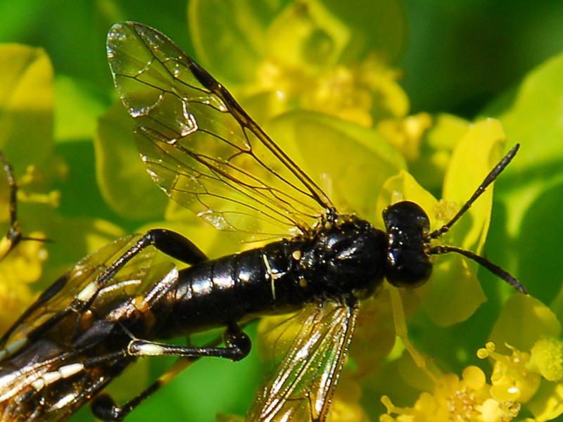 Macrophya montana