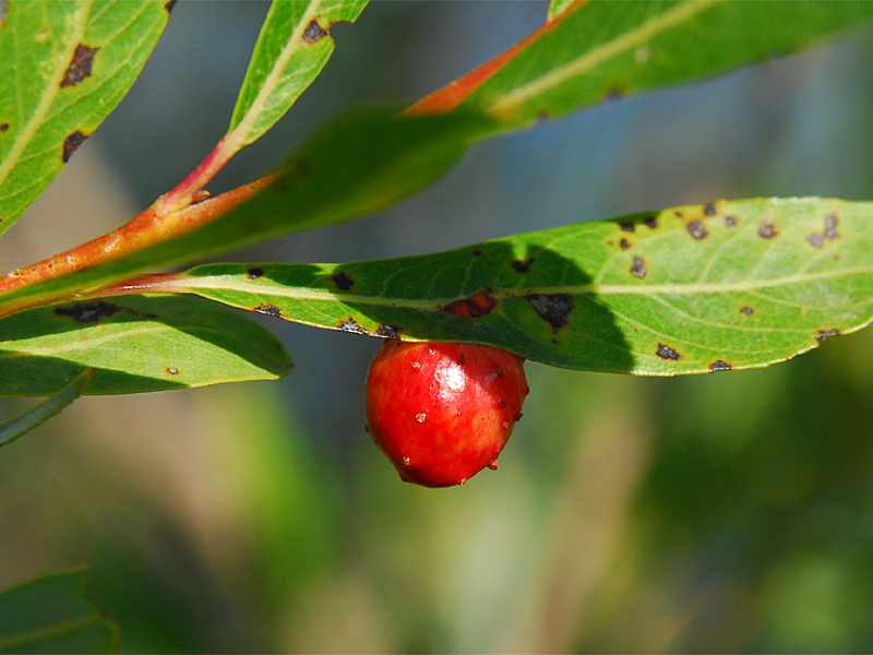 Pontania viminalis