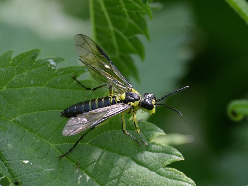 Tenthredo mesomela