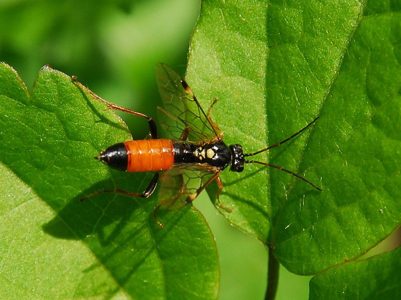 Tenthredopsis scutellaris