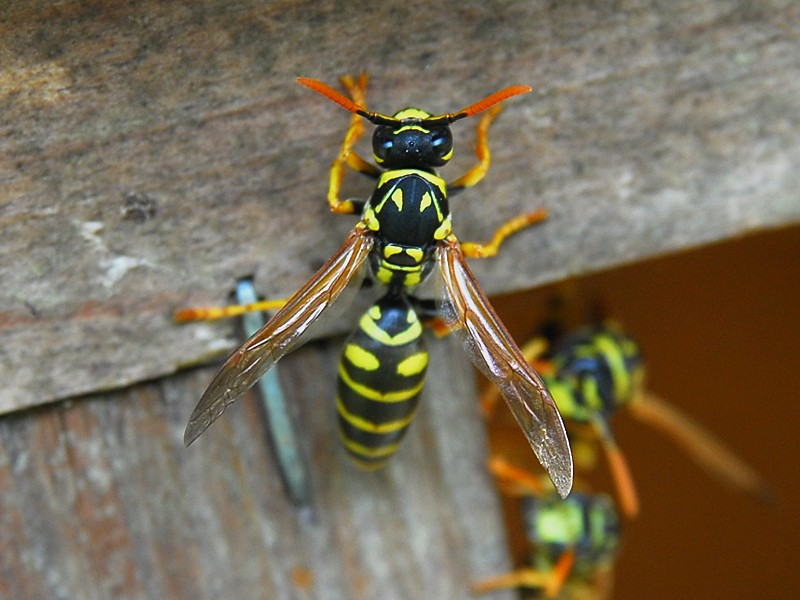 Polistes dominulus