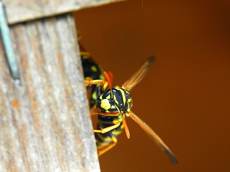 Polistes dominulus