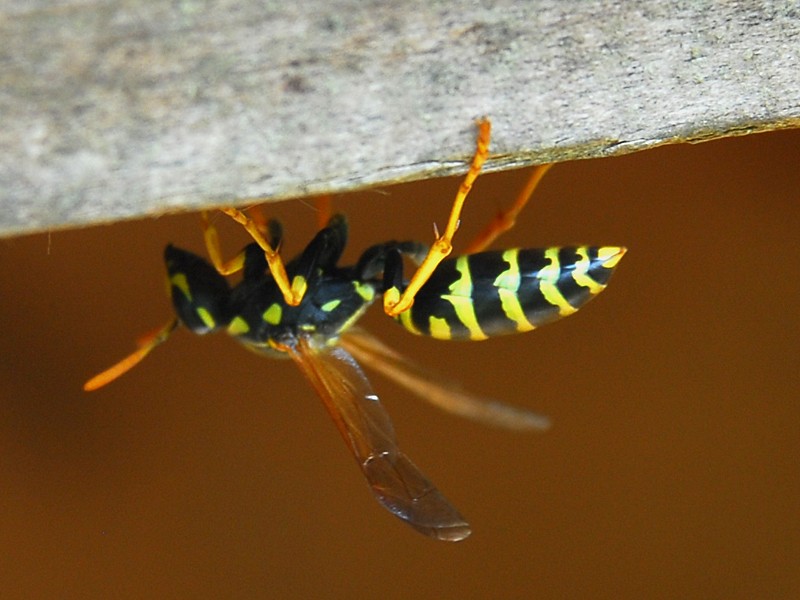 Polistes dominulus