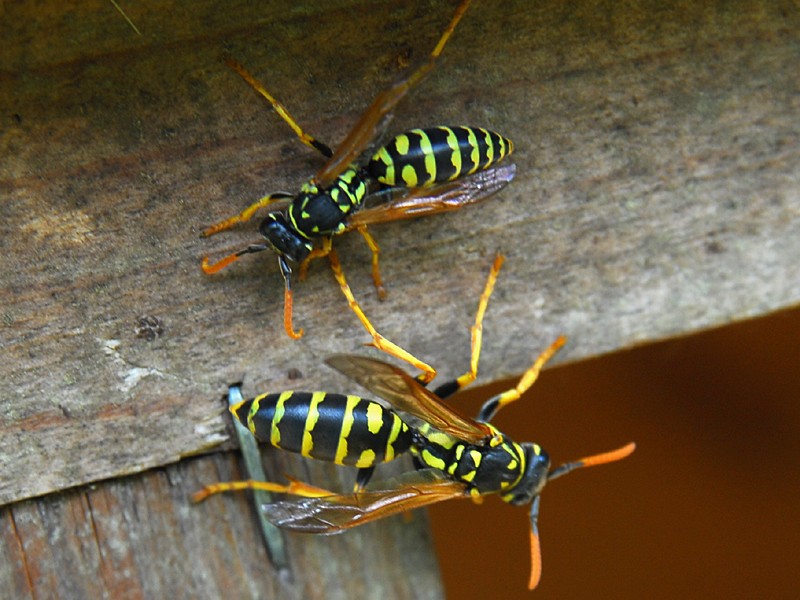 Polistes dominulus