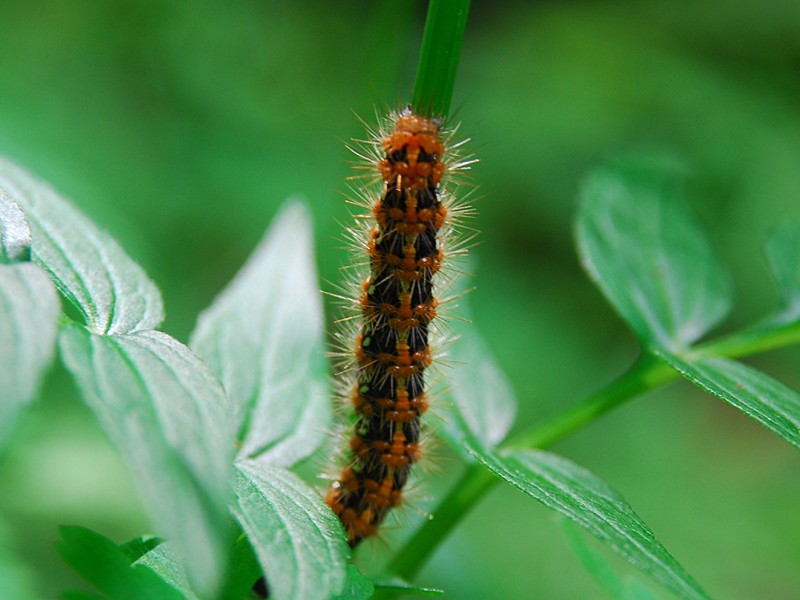 Euplagia quadripunctaria