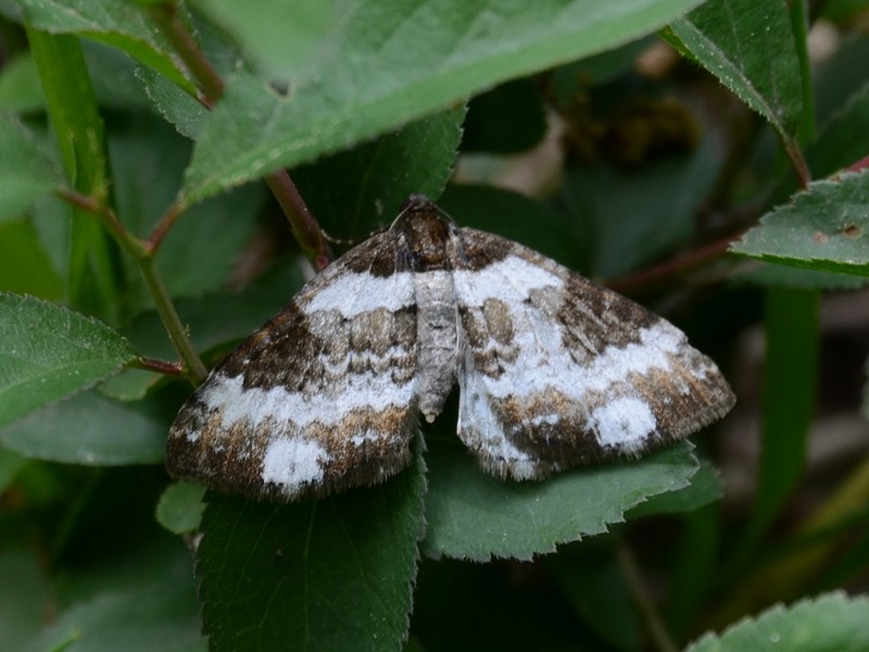 Melanthia procellata