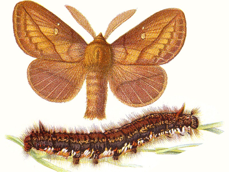 Euthrix potatoria