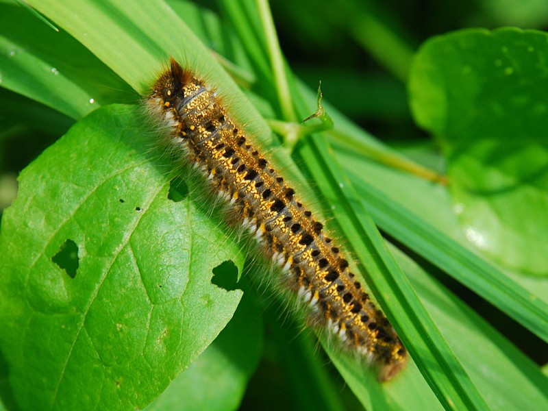Euthrix potatoria