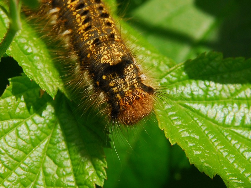 Euthrix potatoria