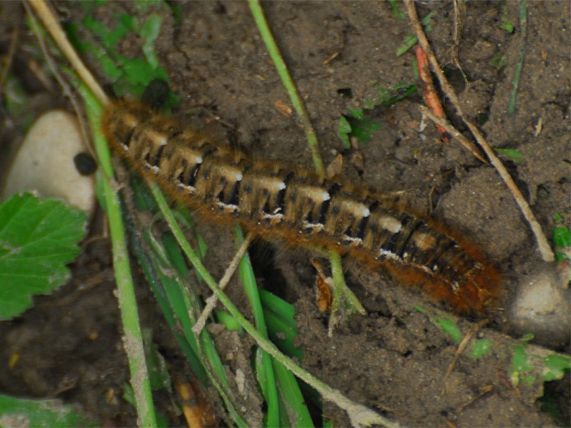 Lasiocampa quercus