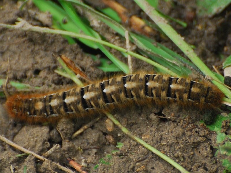 Lasiocampa quercus