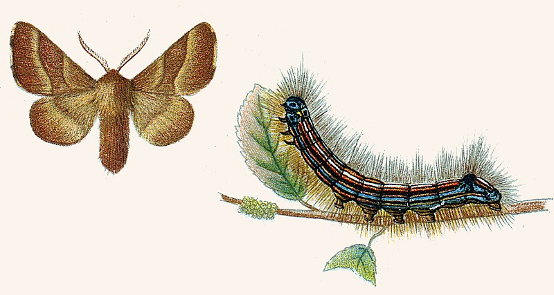 Malacostoma neustria