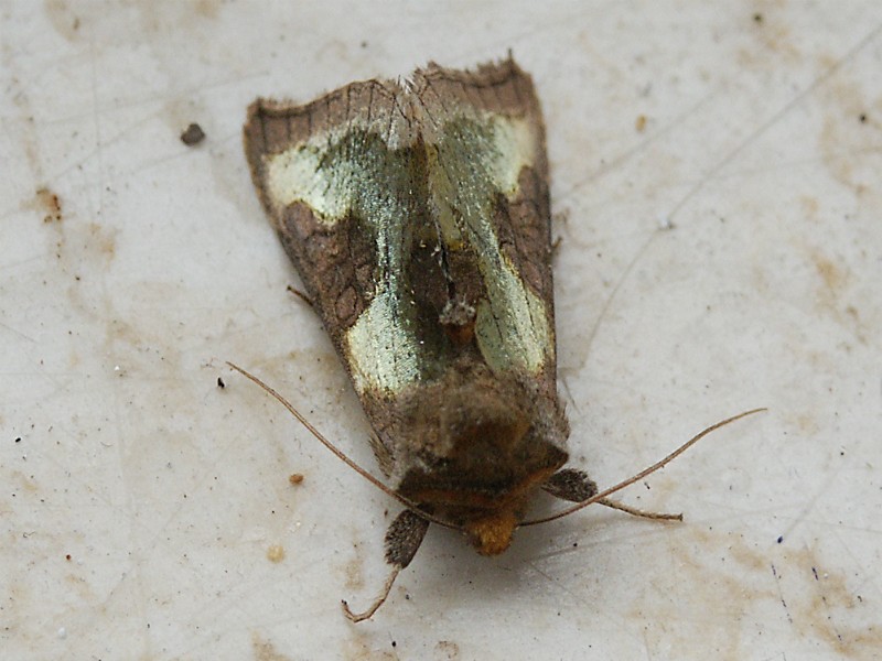 Diachrisia chrysitis