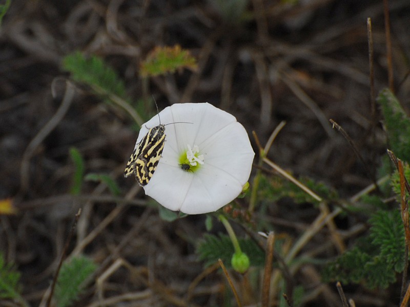 Emmelia trabealis