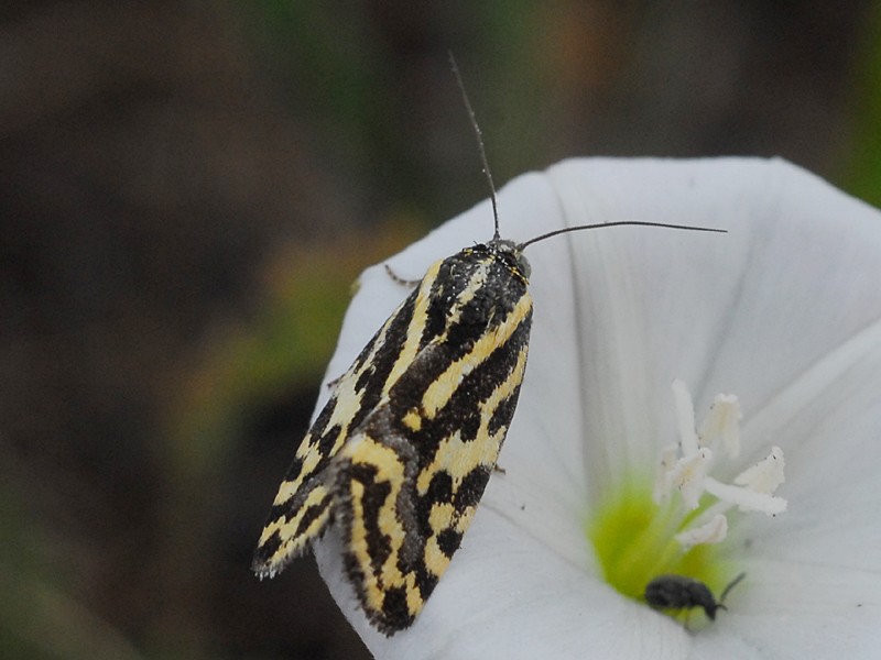 Emmelia trabealis