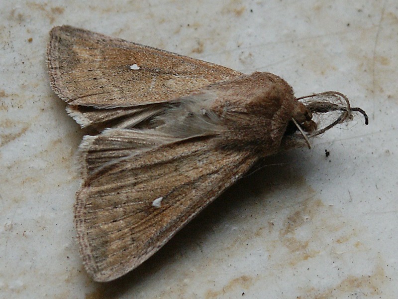Mythimna albipuncta