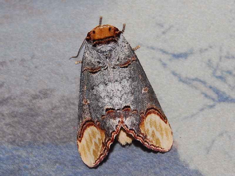 Phalera bucephala