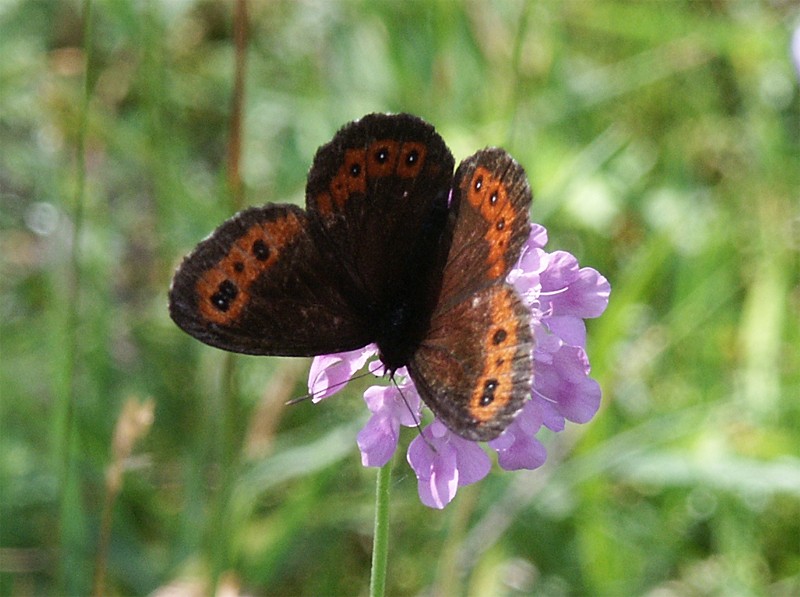 Erebia ligea