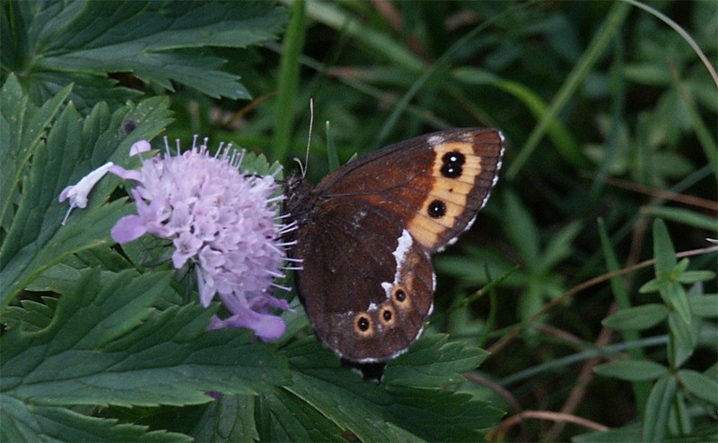 Erebia ligea