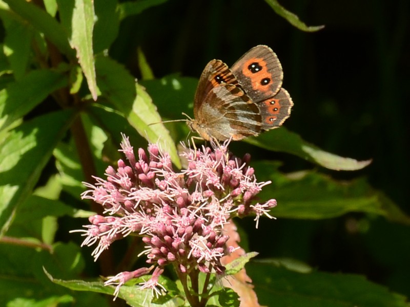 Erebia pronoe