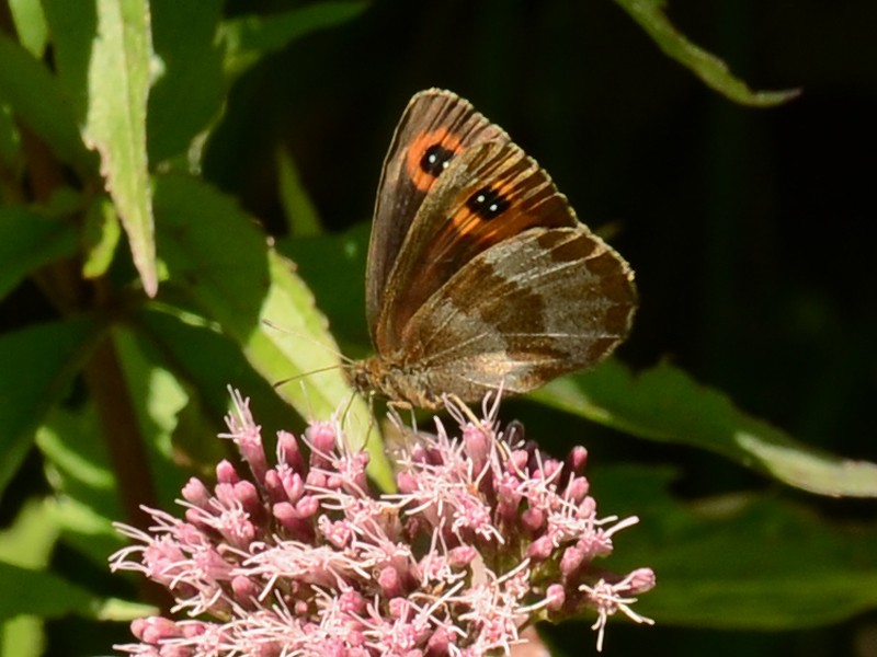 Erebia pronoe