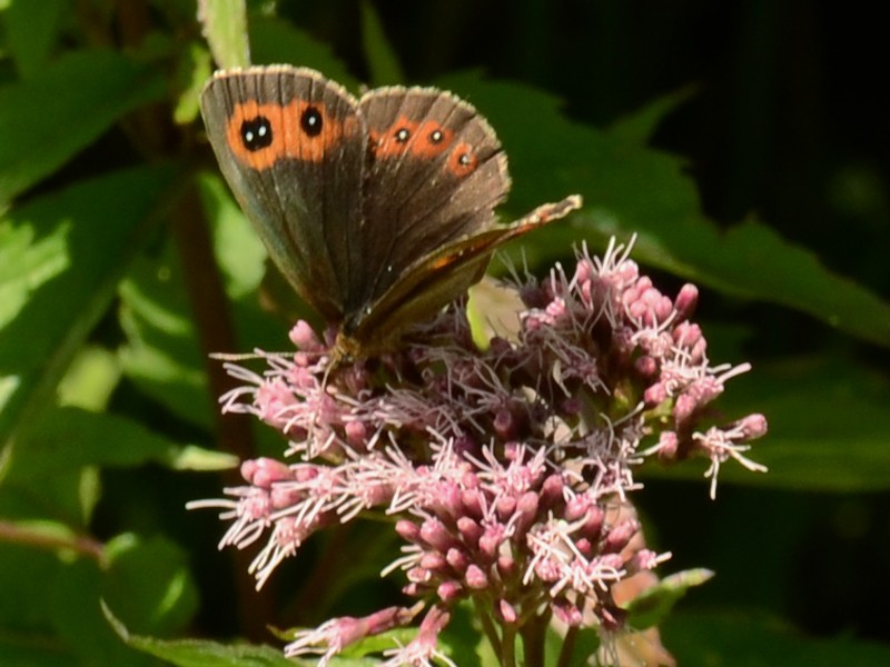 Erebia pronoe