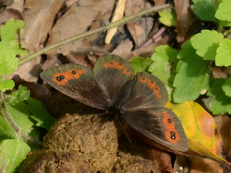 Erebia pronoe