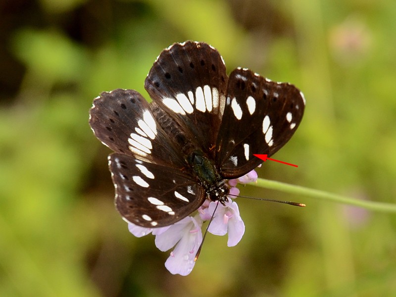 Lymenitis reducta