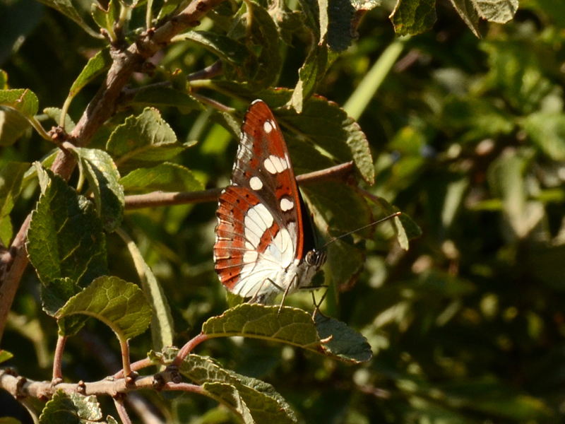 Lymenitis reducta