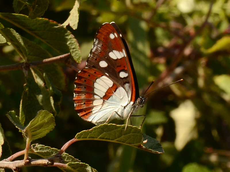 Lymenitis reducta