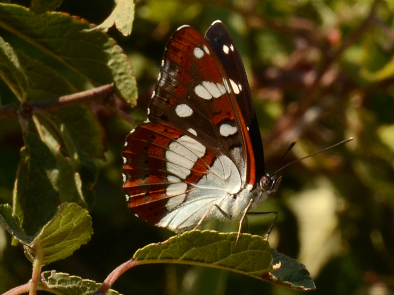 Lymenitis reducta