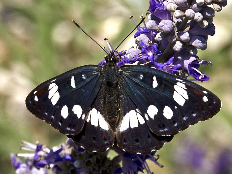 Lymenitis reducta