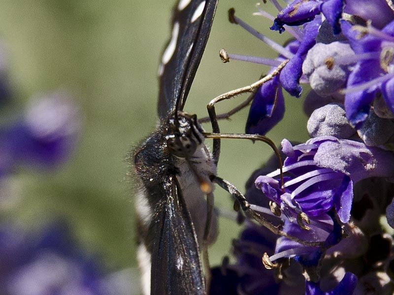 Lymenitis reducta